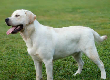 Thor 10 Months